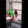 Трио благородных попугаев