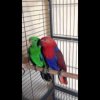 Парочка благородных попугаев