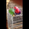Парочка благородных попугаев