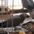 Главная галерея - Жако или Африканский серый попугай - 02.03.2012