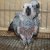 Главная галерея - Жако или Африканский серый попугай - 16.02.2012