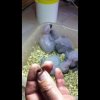 кольцевание птенцов жако